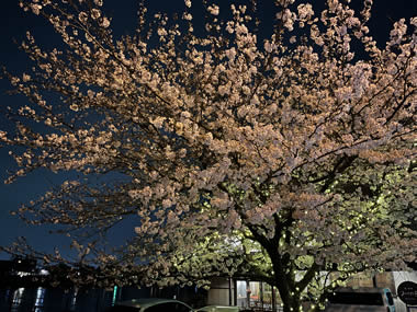 桜